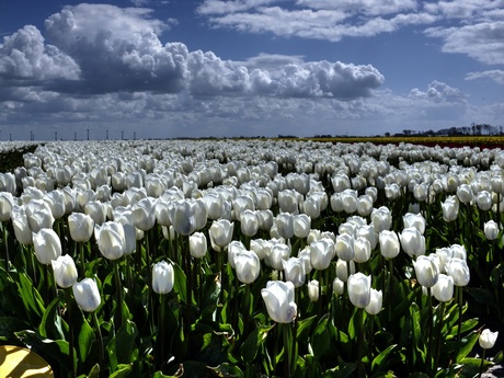 Tulpen met Hollandse luchten