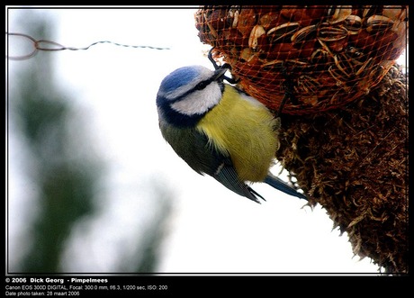 Pimpelmees in de tuin