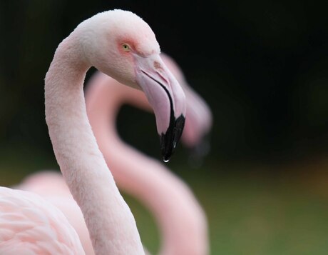 Flamingo-1.jpg