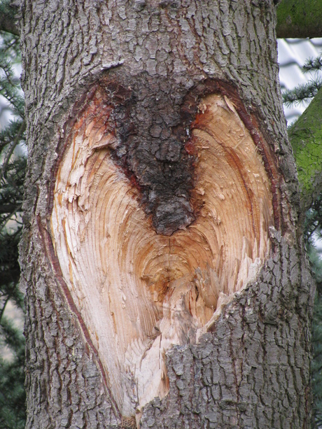 het hart van de boom