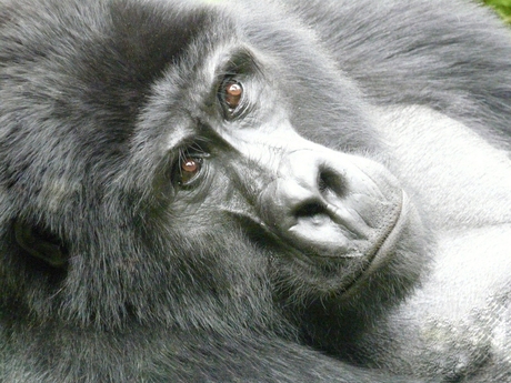 Gorilla trekking Kisoro