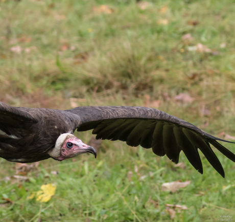 Canon Experience Day - Roofvogels_03