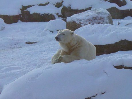 Ijsbeer in zijn element