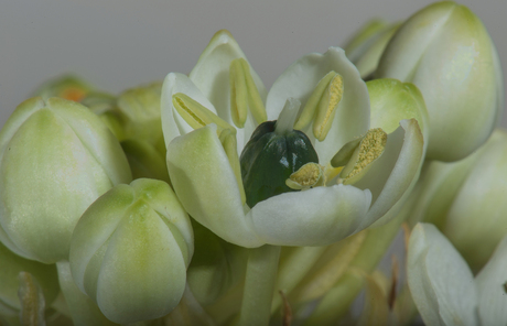 Bloei in de winter