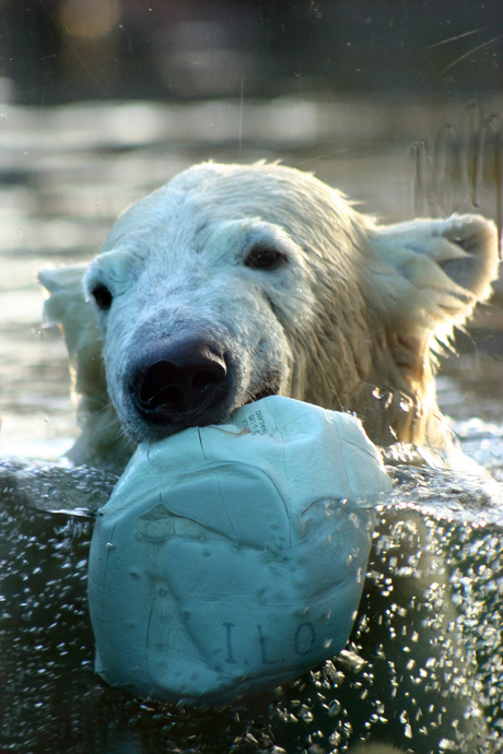 Polarbear having fun