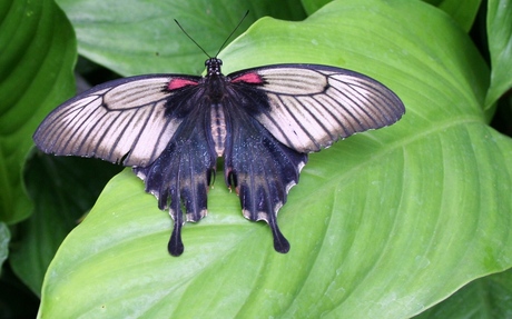 Papilio Memnon