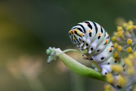 Rups koninginnepage(1)