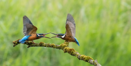 Ruzie bij de IJsvogeljongen....