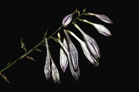 Hosta at night