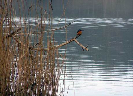 Ijsvogel