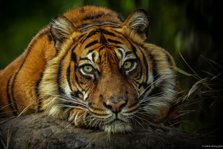 Sumatran tiger