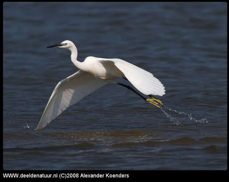 Kleine zilverreiger