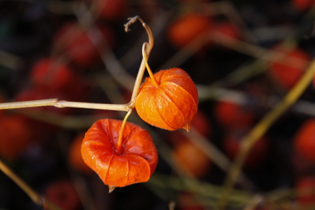 lampionnetjes