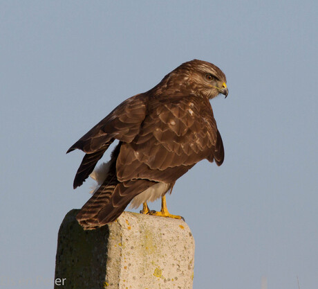 Buizerd in het Zeelandse Zonnetje