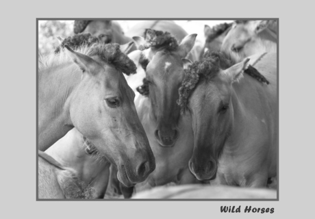 Wild Horses