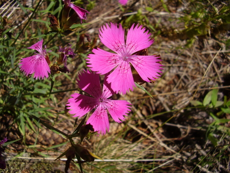 steenanjer