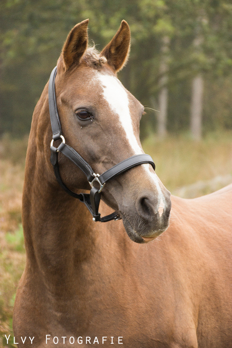 Lieve oude pony.