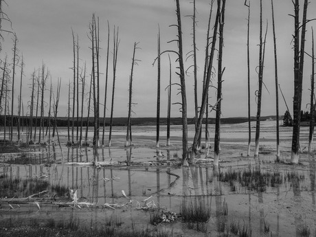 Yellowstone