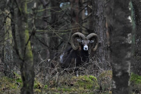 Moeflon in Nationaal park Hoge Veluwe