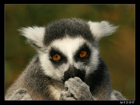 Katta (Lemur catta)