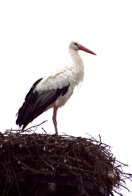 Ooievaar op nest