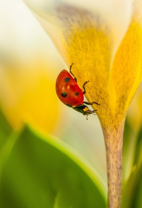 Ladybug