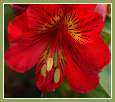 Alstroemeria