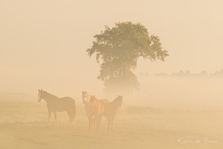 Horses in the Mist!