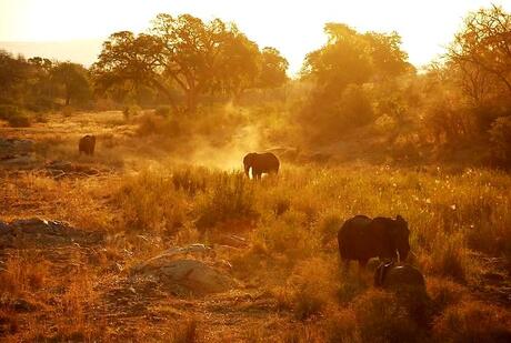 Avond in Kruger