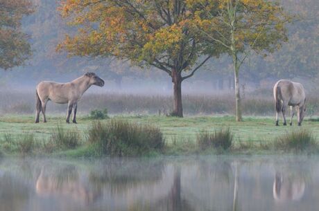 Wilde paarden in Tosch-Langeren natuurgebied, Maaseik