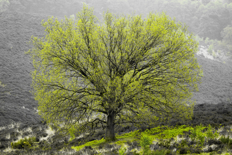 Jong groen op de Posbank