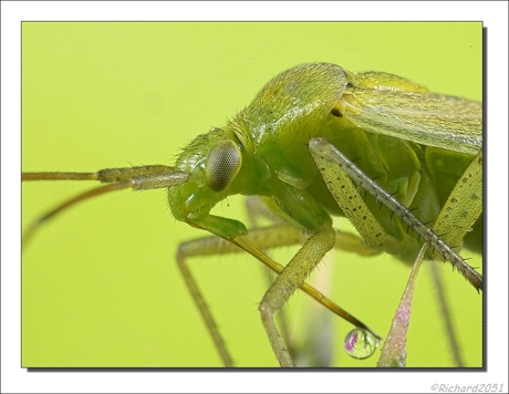 Amblytylus nasutus detail