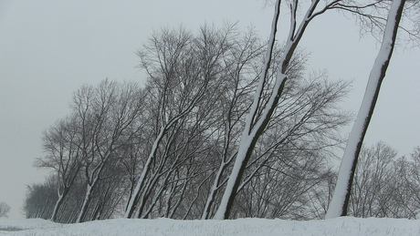 Sneeuwbomen.JPG