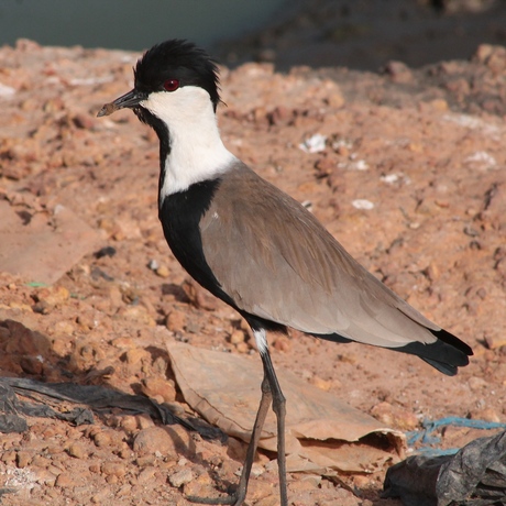 Weidevogel 2012-11 Gambia