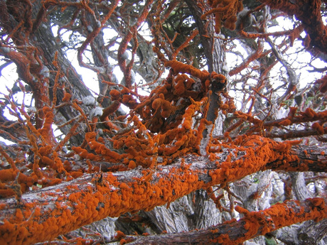 Rood mos in Point Lobos state reserve Amerika