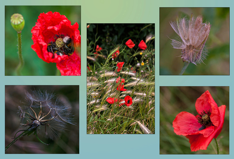 collage veldbloemen