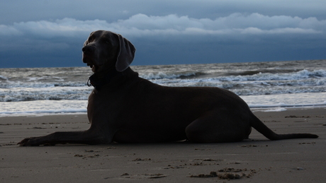 zeehond deel 2