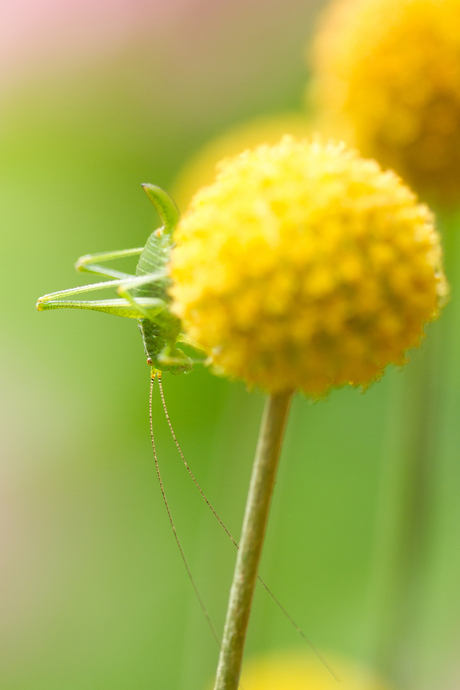 Kleine groene sprinkhaan