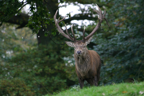 Majestic Stag