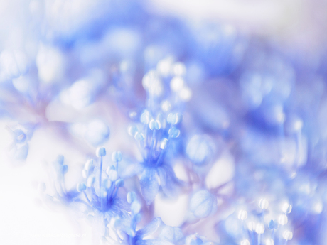 Soft hortensia . . .