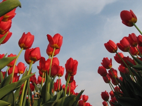 Tulpen