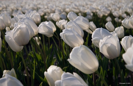 Witte tulpen