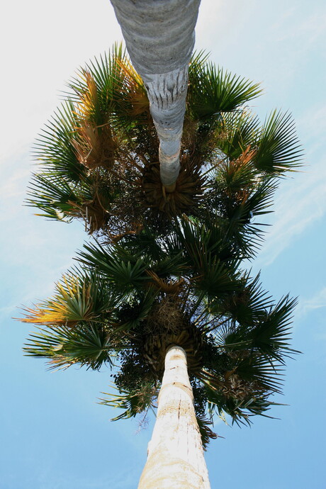 Twee palmbomen.