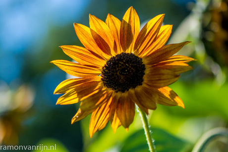 Botanische Tuinen Utrecht-226.jpg