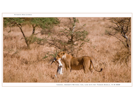 Lion with prey I