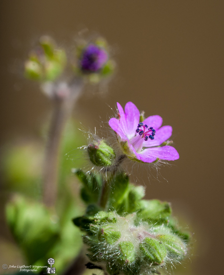 Macro geranium