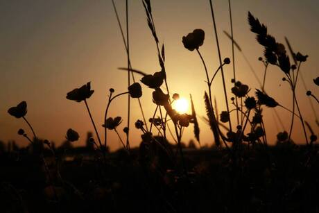 Veldbloemen