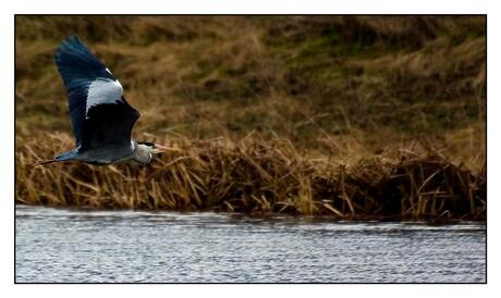 Blauwe Reiger