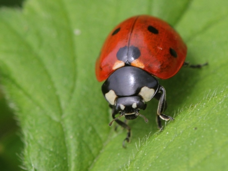 Zevenstippelig Lieveheersbeestje - Coccinella septempunctata