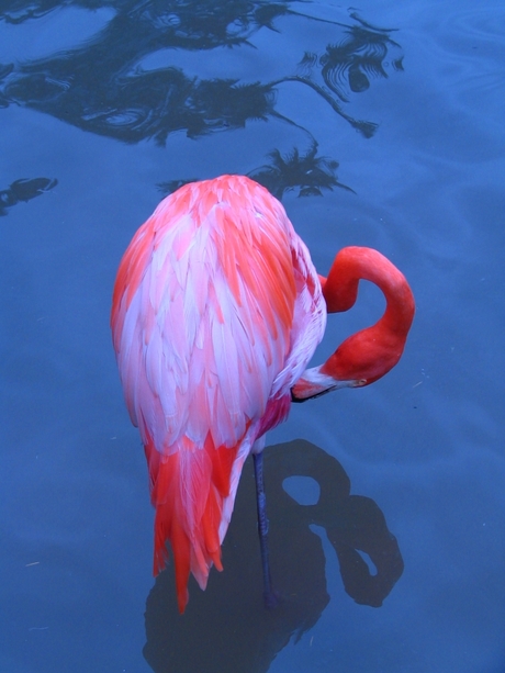 Flamingo San DIego (USA)